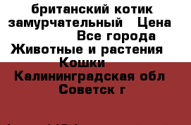 британский котик замурчательный › Цена ­ 12 000 - Все города Животные и растения » Кошки   . Калининградская обл.,Советск г.